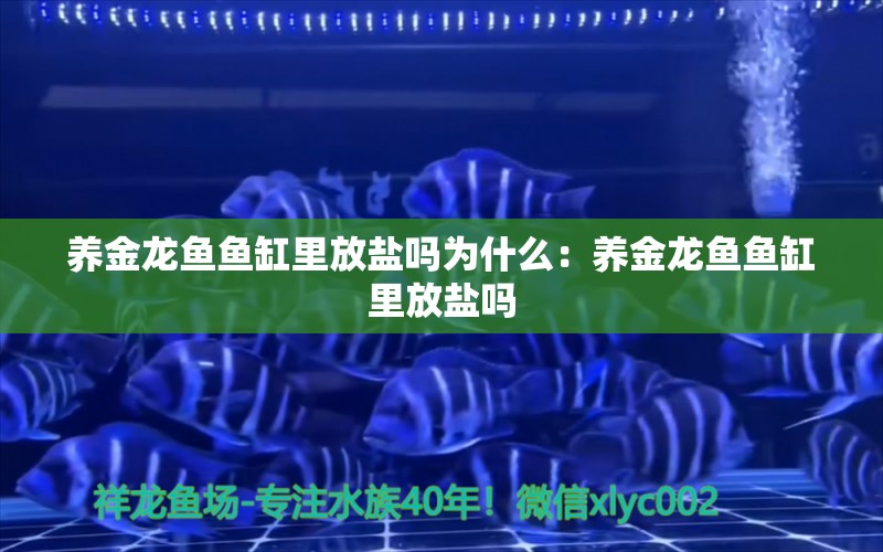 养金龙鱼鱼缸里放盐吗为什么：养金龙鱼鱼缸里放盐吗 龙鱼百科 第2张