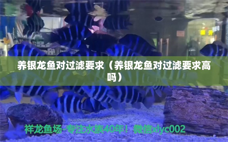 养银龙鱼对过滤要求（养银龙鱼对过滤要求高吗）