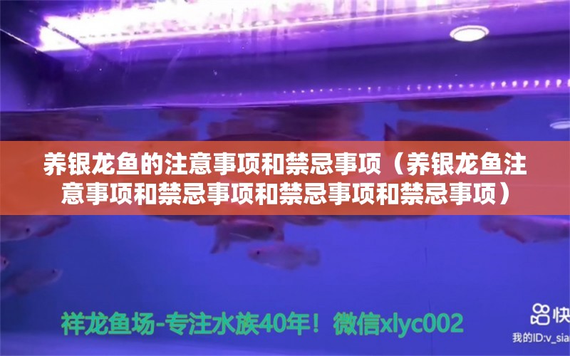 养银龙鱼的注意事项和禁忌事项（养银龙鱼注意事项和禁忌事项和禁忌事项和禁忌事项） 水族问答 第1张