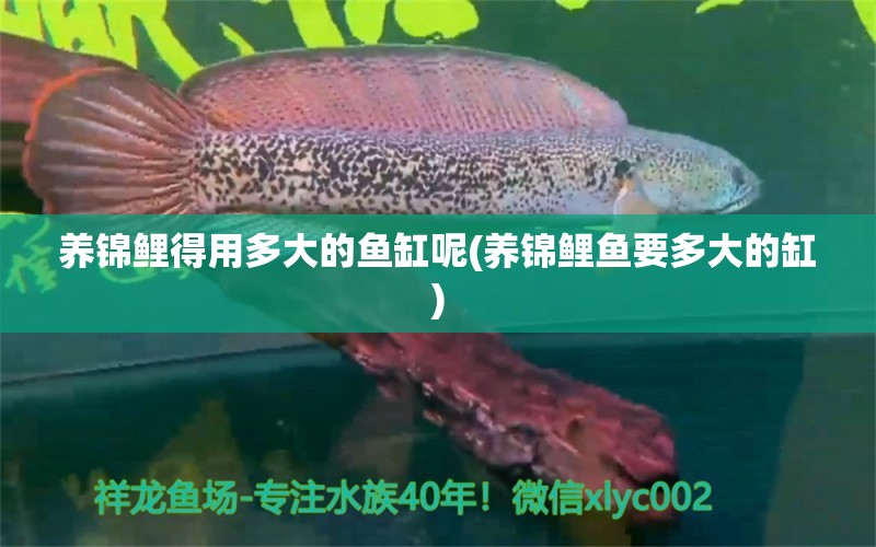 养锦鲤得用多大的鱼缸呢(养锦鲤鱼要多大的缸) 一眉道人鱼 第1张