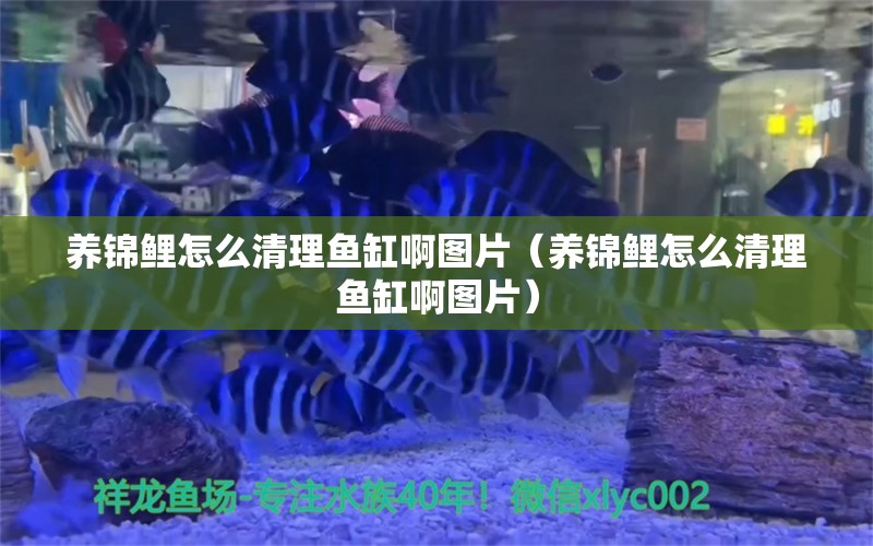 养锦鲤怎么清理鱼缸啊图片（养锦鲤怎么清理鱼缸啊图片） 广州观赏鱼批发市场