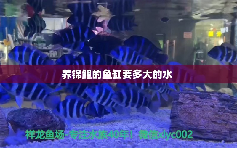 养锦鲤的鱼缸要多大的水 