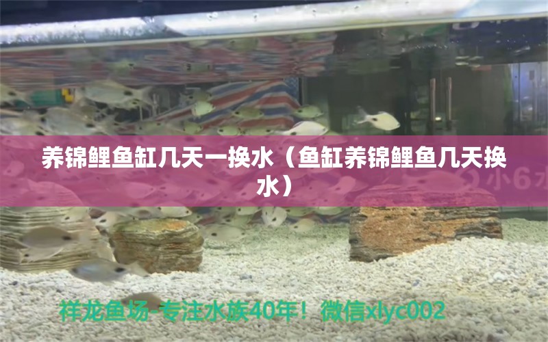 养锦鲤鱼缸几天一换水（鱼缸养锦鲤鱼几天换水）