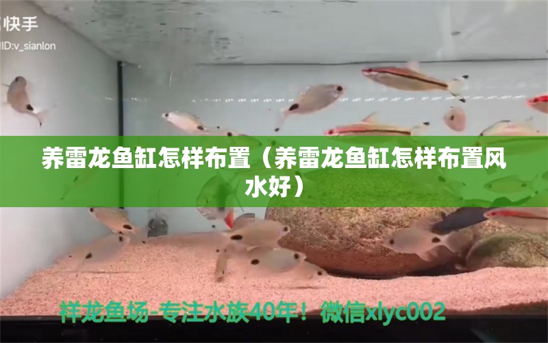 养雷龙鱼缸怎样布置（养雷龙鱼缸怎样布置风水好） 白子银龙苗（黄化银龙苗）