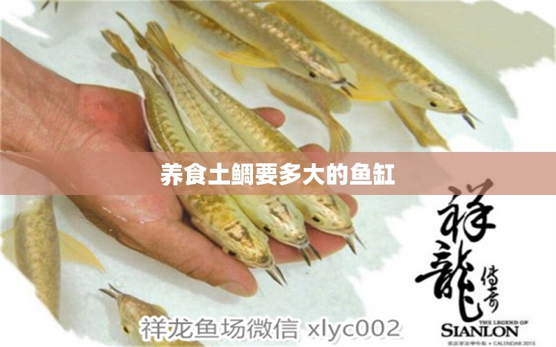 养食土鲷要多大的鱼缸