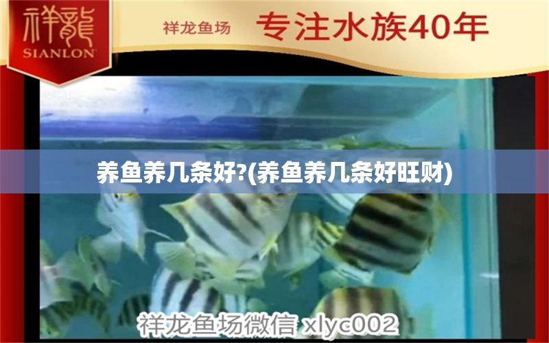 养鱼养几条好?(养鱼养几条好旺财) 祥龙水族滤材/器材 第1张