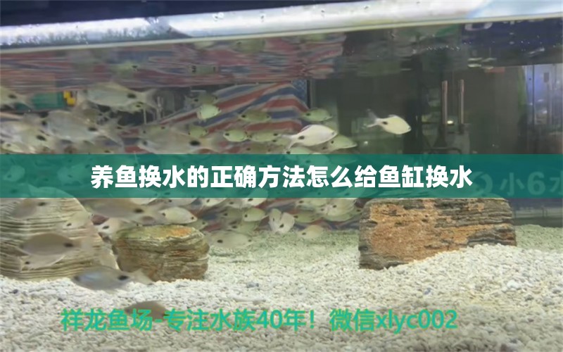 养鱼换水的正确方法怎么给鱼缸换水 马来西亚燕窝 第2张