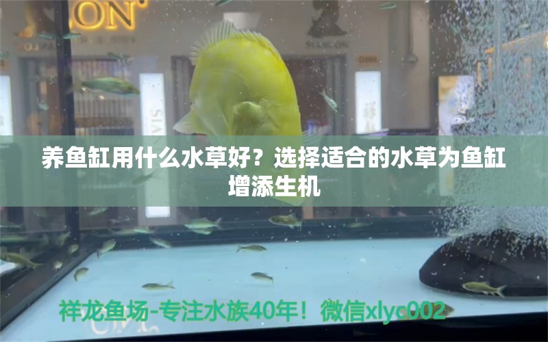 养鱼缸用什么水草好？选择适合的水草为鱼缸增添生机 水草