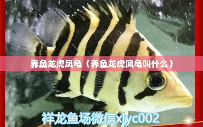 养鱼龙虎凤龟（养鱼龙虎凤龟叫什么）