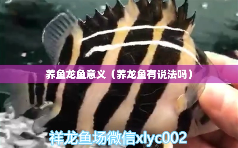 养鱼龙鱼意义（养龙鱼有说法吗） 水族用品