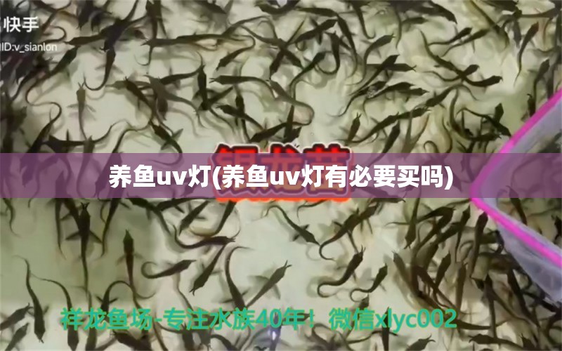 养鱼uv灯(养鱼uv灯有必要买吗) 过背金龙鱼