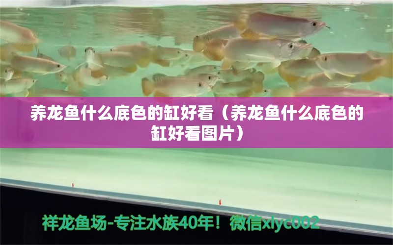 养龙鱼什么底色的缸好看（养龙鱼什么底色的缸好看图片） 广州龙鱼批发市场