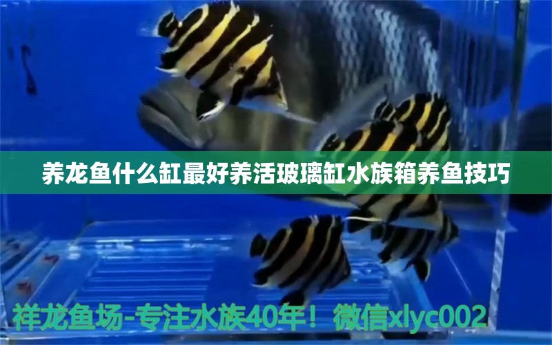 养龙鱼什么缸最好养活玻璃缸水族箱养鱼技巧 鱼缸/水族箱 第1张