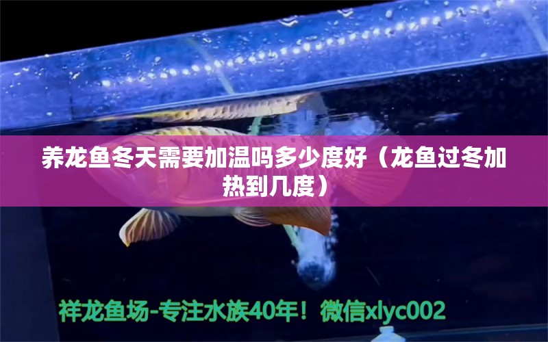 养龙鱼冬天需要加温吗多少度好（龙鱼过冬加热到几度） 养鱼知识 第1张