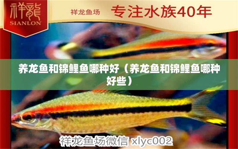 养龙鱼和锦鲤鱼哪种好（养龙鱼和锦鲤鱼哪种好些） 广州龙鱼批发市场