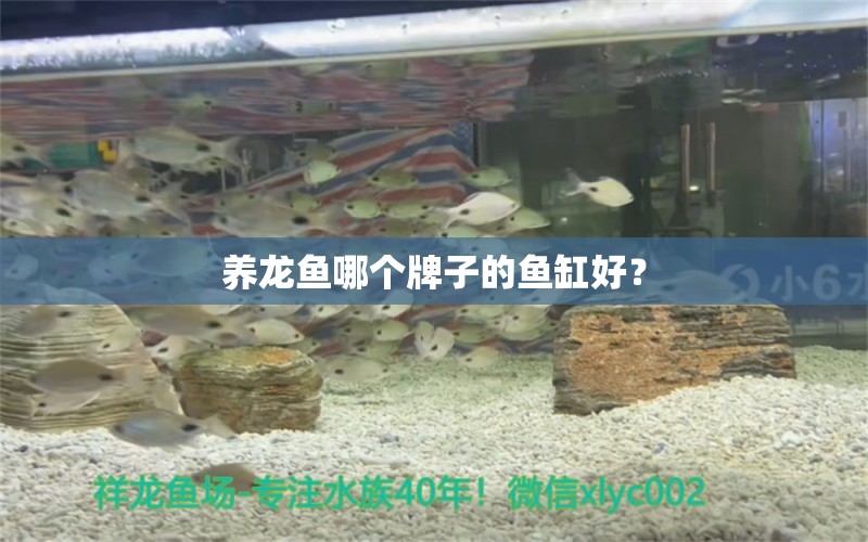 养龙鱼哪个牌子的鱼缸好？