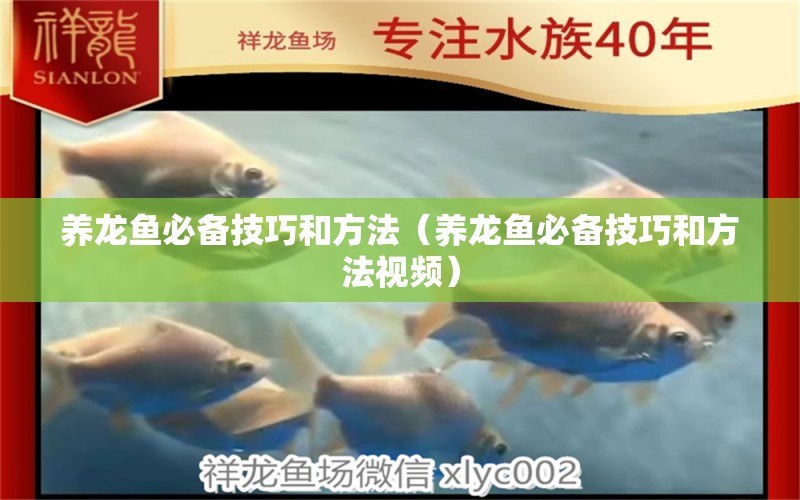 养龙鱼必备技巧和方法（养龙鱼必备技巧和方法视频） 祥龙水族医院