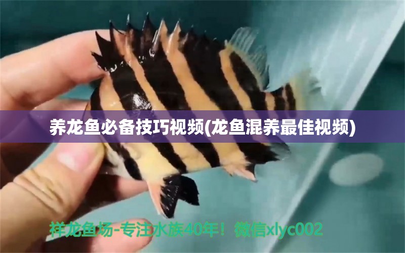 养龙鱼必备技巧视频(龙鱼混养最佳视频) 水族用品 第1张