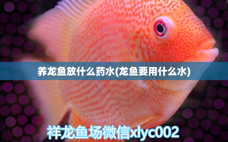 养龙鱼放什么药水(龙鱼要用什么水) 鱼缸/水族箱