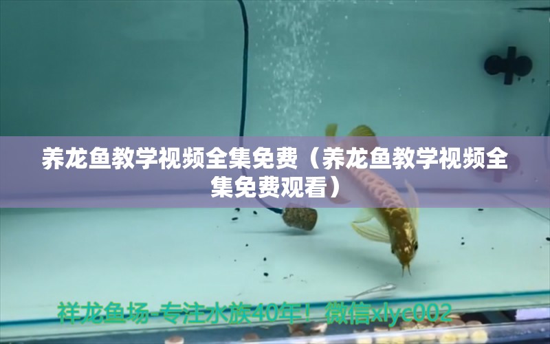 养龙鱼教学视频全集免费（养龙鱼教学视频全集免费观看） 观赏鱼水族批发市场