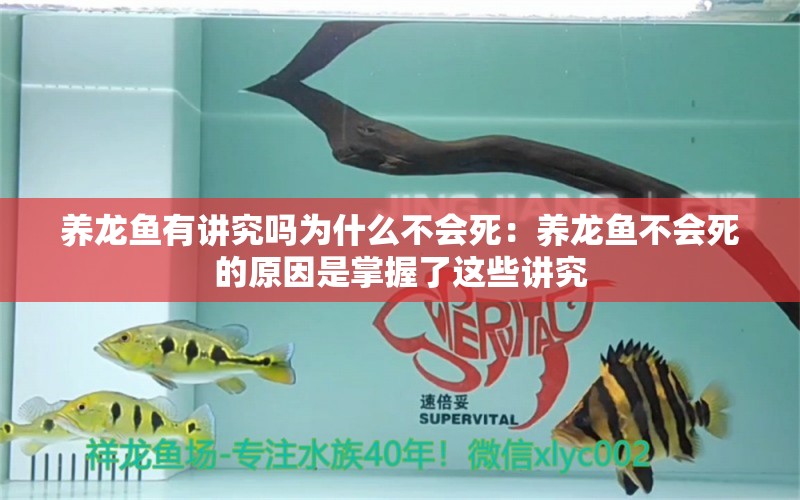 养龙鱼有讲究吗为什么不会死：养龙鱼不会死的原因是掌握了这些讲究