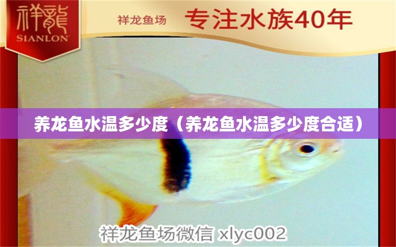 养龙鱼水温多少度（养龙鱼水温多少度合适） 祥龙水族医院