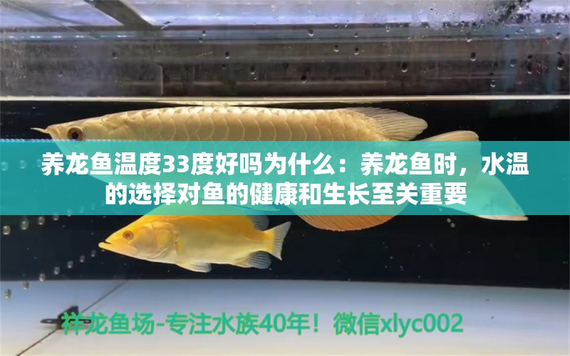 养龙鱼温度33度好吗为什么：养龙鱼时，水温的选择对鱼的健康和生长至关重要