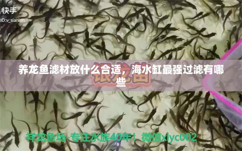 养龙鱼滤材放什么合适，海水缸最强过滤有哪些