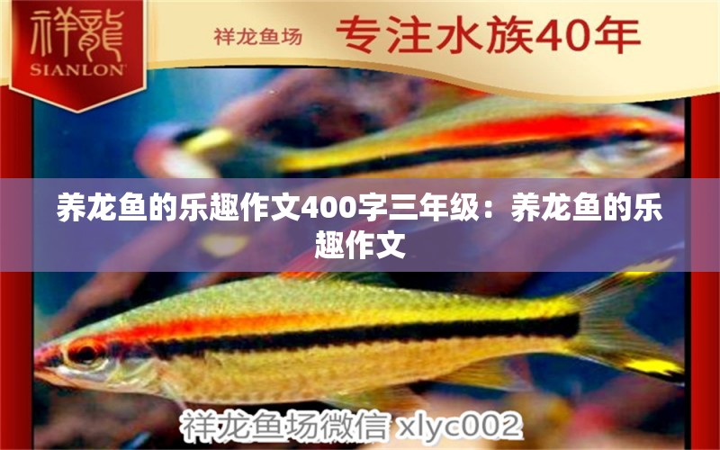 养龙鱼的乐趣作文400字三年级：养龙鱼的乐趣作文