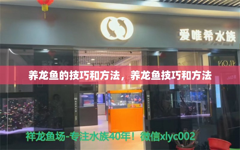 养龙鱼的技巧和方法，养龙鱼技巧和方法