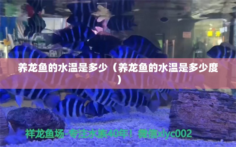 养龙鱼的水温是多少（养龙鱼的水温是多少度） 祥龙水族医院