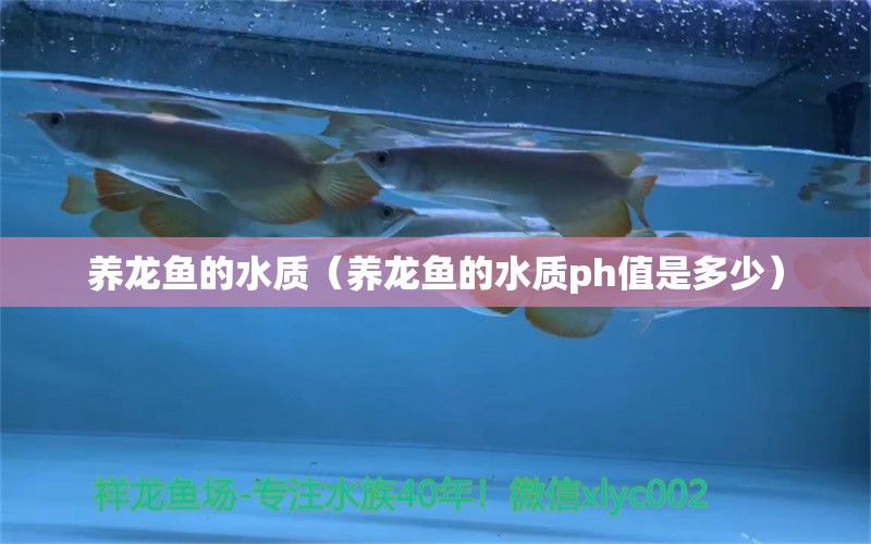 养龙鱼的水质（养龙鱼的水质ph值是多少）