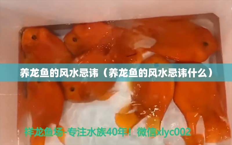 养龙鱼的风水忌讳（养龙鱼的风水忌讳什么）