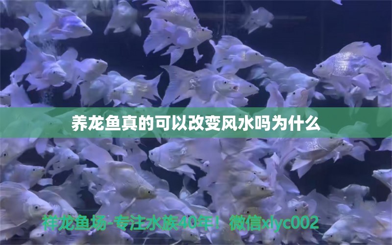 养龙鱼真的可以改变风水吗为什么