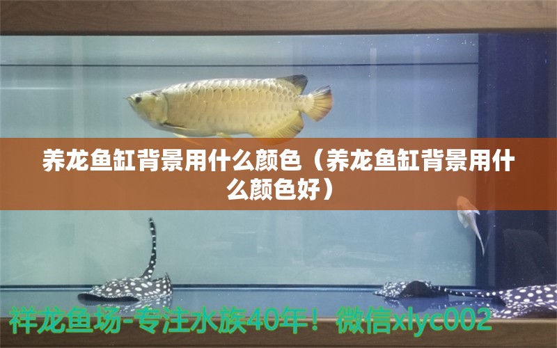 养龙鱼缸背景用什么颜色（养龙鱼缸背景用什么颜色好） 祥龙水族医院