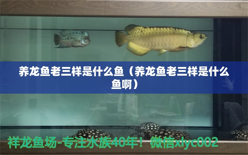 养龙鱼老三样是什么鱼（养龙鱼老三样是什么鱼啊）