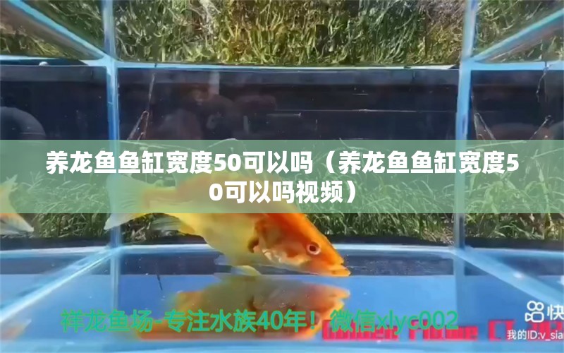 养龙鱼鱼缸宽度50可以吗（养龙鱼鱼缸宽度50可以吗视频） 其他品牌鱼缸