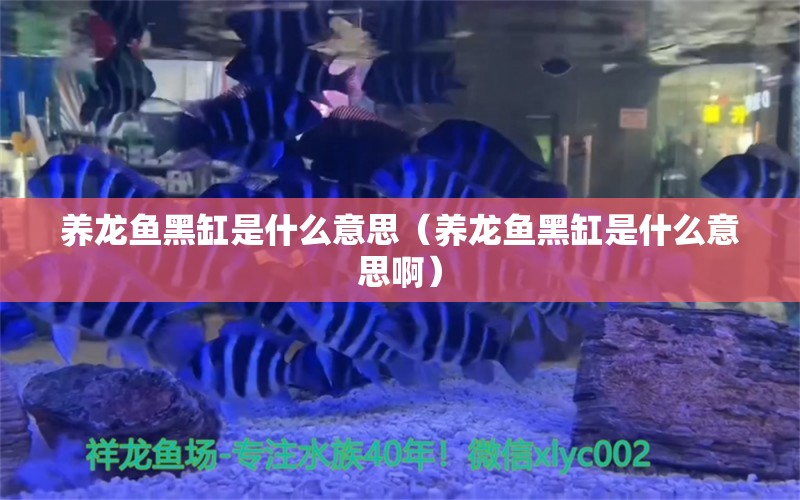 养龙鱼黑缸是什么意思（养龙鱼黑缸是什么意思啊）