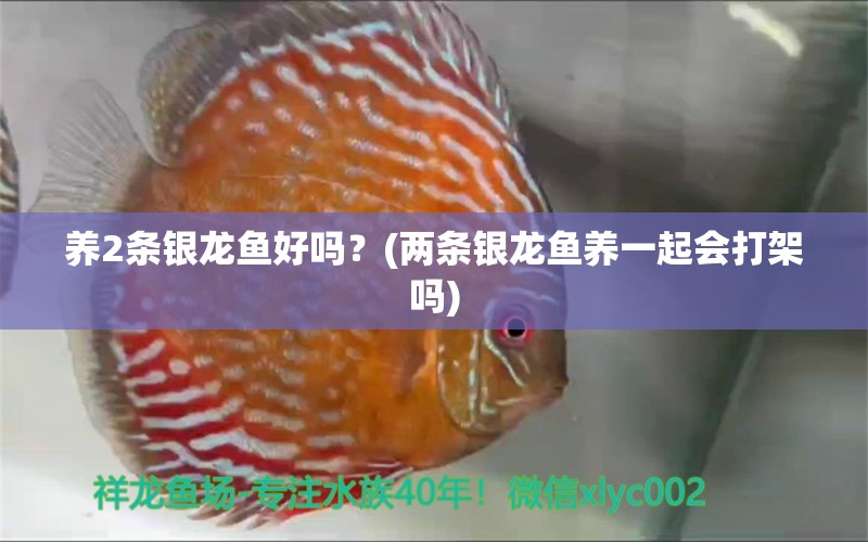 养2条银龙鱼好吗？(两条银龙鱼养一起会打架吗) 银龙鱼