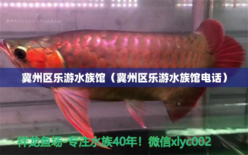 冀州区乐游水族馆（冀州区乐游水族馆电话）