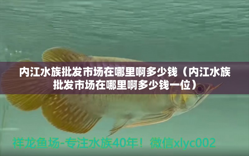 内江水族批发市场在哪里啊多少钱（内江水族批发市场在哪里啊多少钱一位） 观赏鱼水族批发市场 第1张