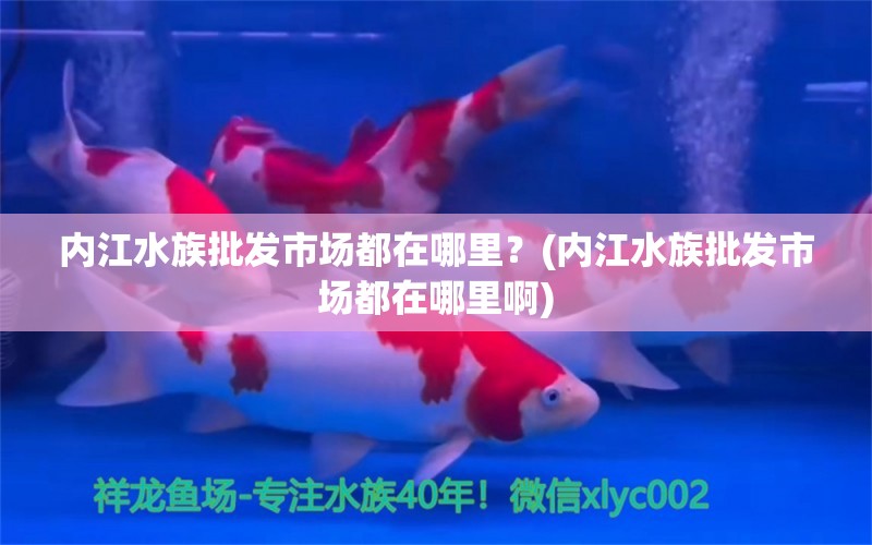 内江水族批发市场都在哪里？(内江水族批发市场都在哪里啊) 观赏鱼水族批发市场 第1张