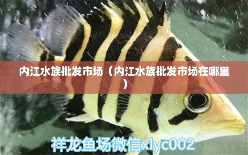 内江水族批发市场（内江水族批发市场在哪里）