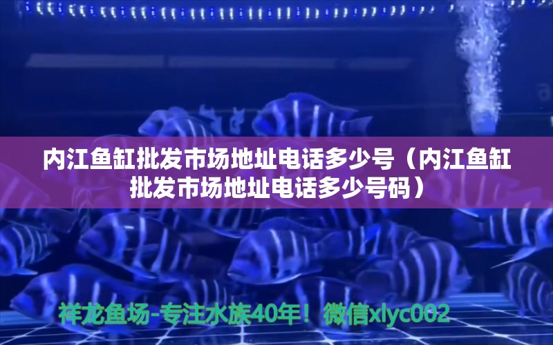 内江鱼缸批发市场地址电话多少号（内江鱼缸批发市场地址电话多少号码） 白子金龙鱼