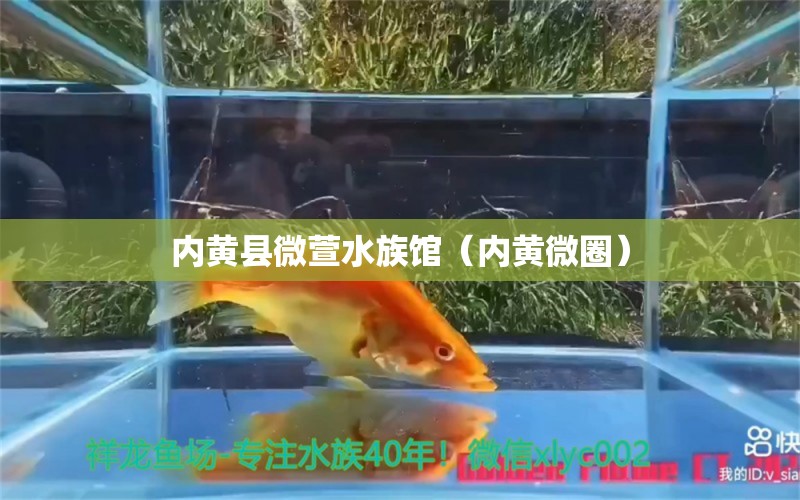 内黄县微萱水族馆（内黄微圈）