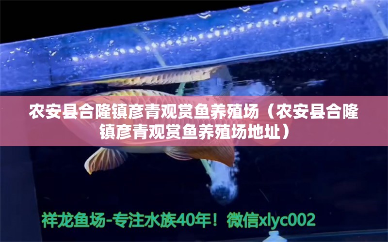 农安县合隆镇彦青观赏鱼养殖场（农安县合隆镇彦青观赏鱼养殖场地址） 全国水族馆企业名录 第1张