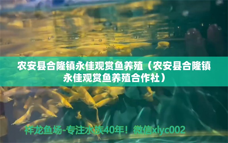 农安县合隆镇永佳观赏鱼养殖（农安县合隆镇永佳观赏鱼养殖合作社）