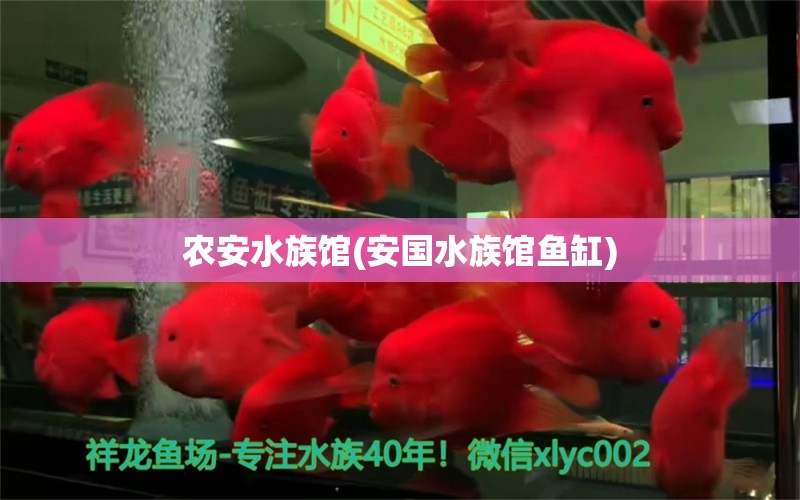 农安水族馆(安国水族馆鱼缸) 朱巴利鱼 第1张