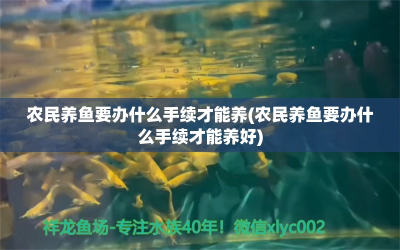 农民养鱼要办什么手续才能养(农民养鱼要办什么手续才能养好) 斑马狗头鱼