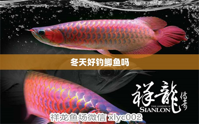 冬天好钓鲫鱼吗 水族用品 第1张